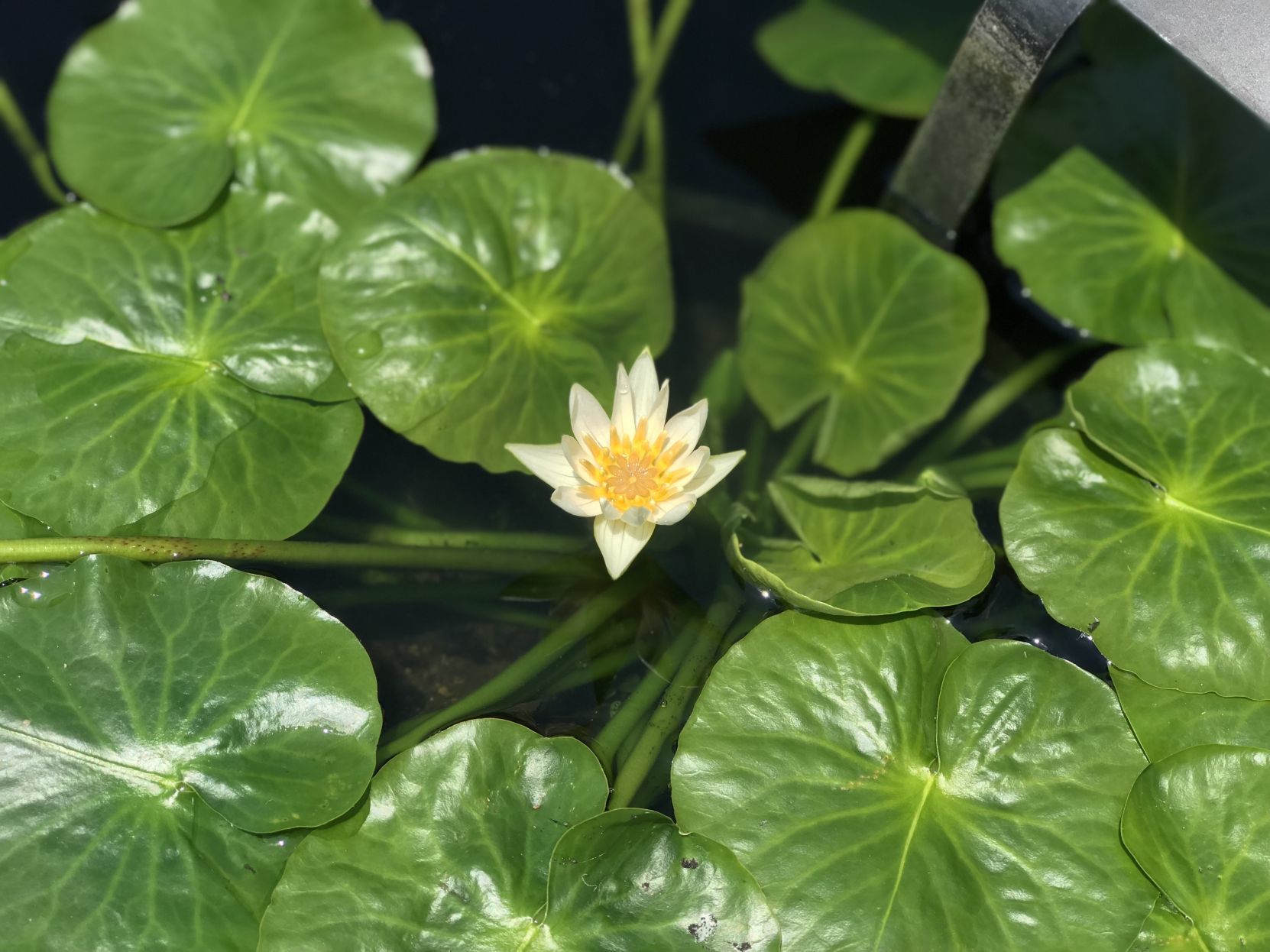 Nymphaea thermarum